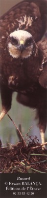  Busard : photo Erwan Balan�a - 2003 