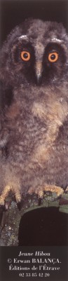  Jeune Hibou : photo Erwan Balan�a - 2003 