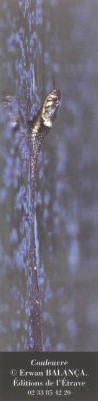  Couleuvre : photo Erwan Balan�a - 2003 
